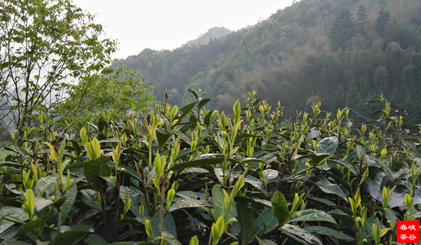 茶叶有九种超级功效