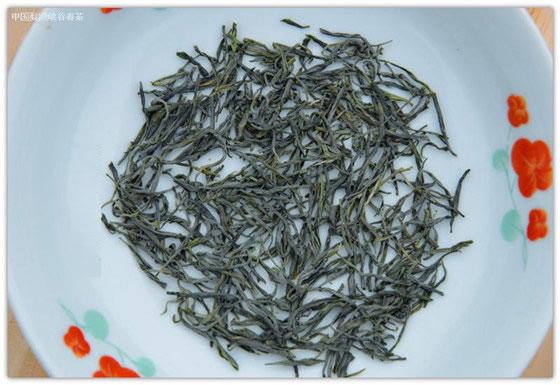 峡谷春鸣春茶