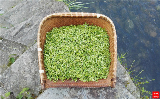 峡谷春鸣春茶