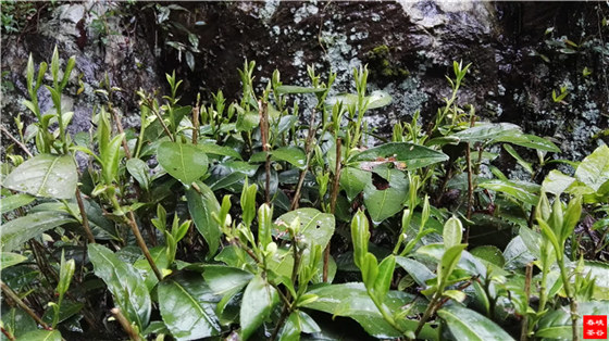 峡谷春鸣春茶