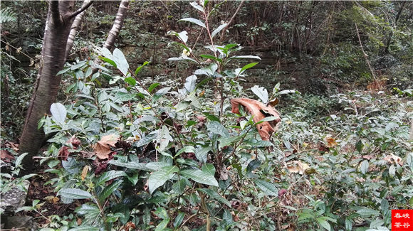 西源紫云山