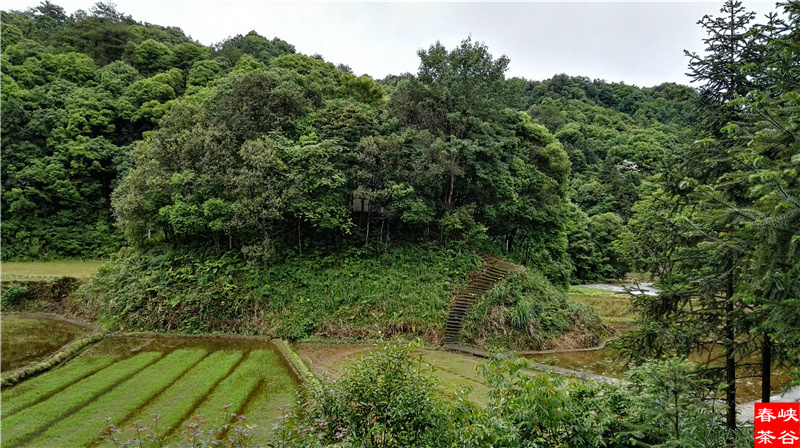 西源——石峡谷韵春意浓