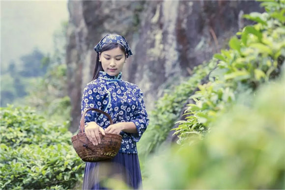 婺源乡间有茶香