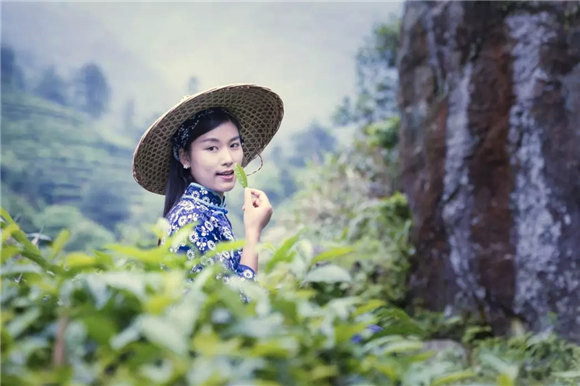 婺源乡间有茶香