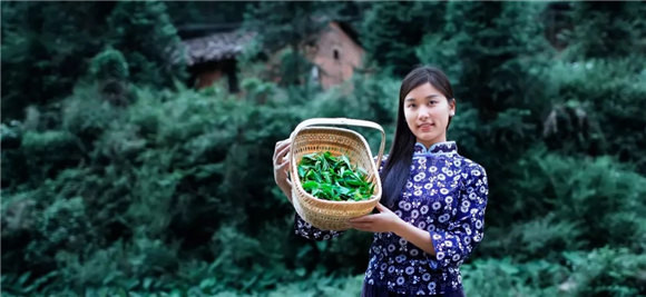 婺源乡间有茶香