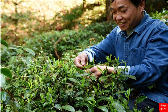 品茗思意峡谷春