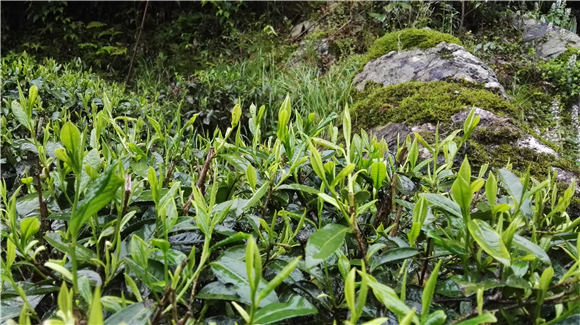 茶与药的关系